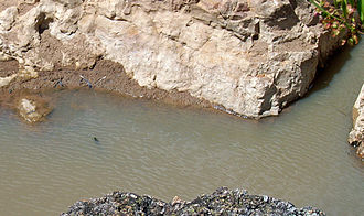A Cooper Creek Turtle (Emydura sp.) surfaces Cooper Creek Turtle.jpg