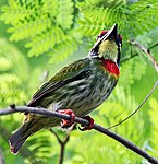 Coppersmith Barbet I IMG 8158.jpg