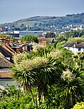 Thumbnail for File:Cordyline Australis, Eastbourne, UK.jpg