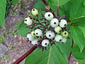 Frukt og bladverk hos Cornus hemsleyi