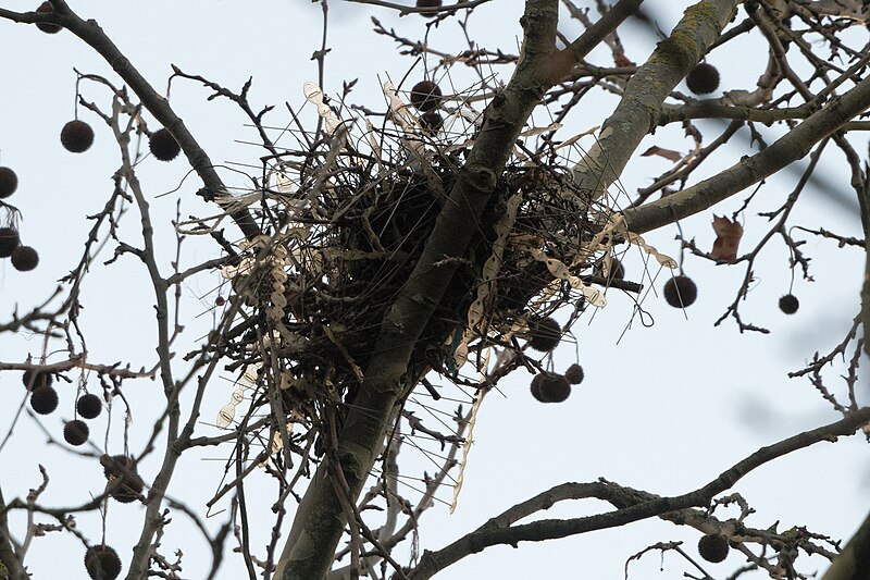 File:Corvus corone nest anti-bird spiked Bercy 20220205.jpg