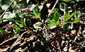 Corydalis intermedia 2.jpg