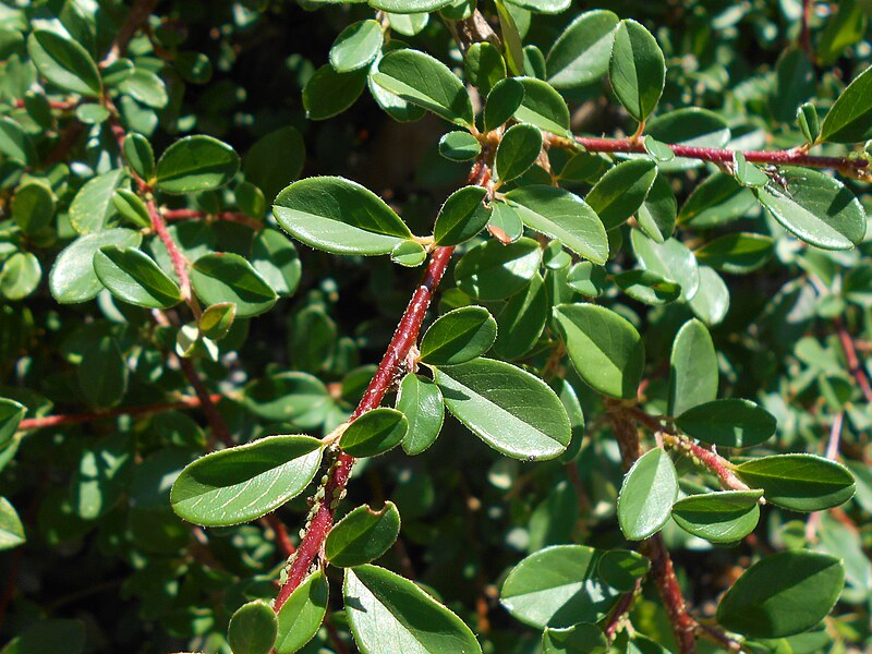 File:Cotoneaster suecicus Skogholm 2018-07-09 4567.jpg