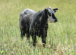 A cow on the Hale Ranch, near the James Finley House.