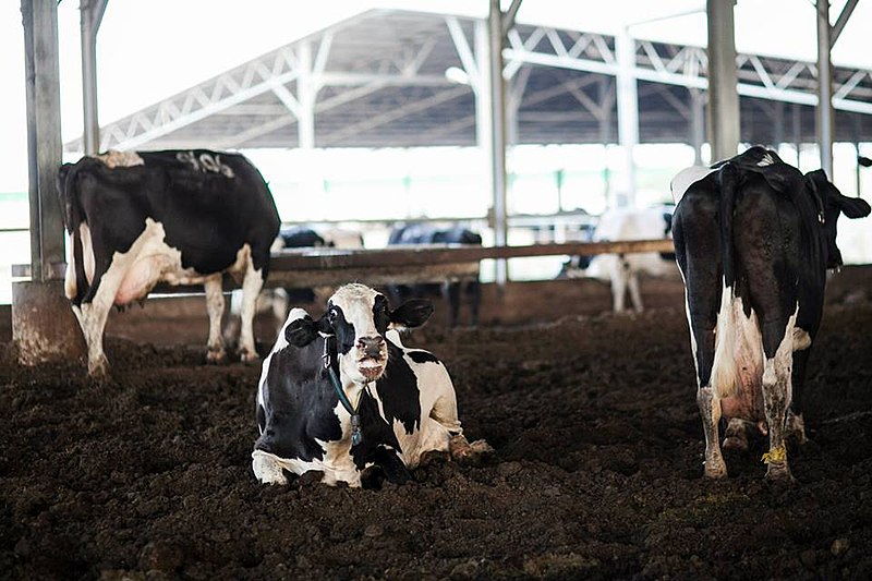 File:Cowshed in kibbutz Ein Hamifraz 1.jpg