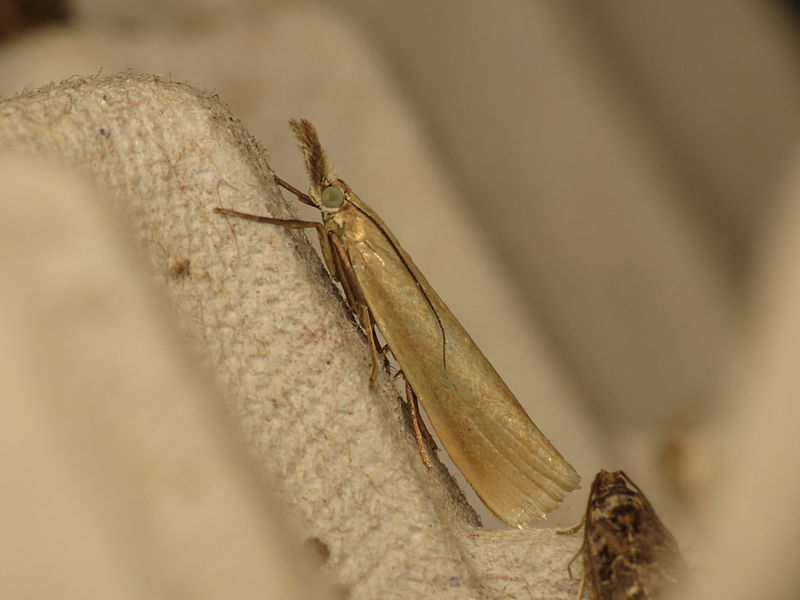 File:Crambus perlella (14421931987).jpg