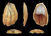 Shell in multiple views of a Crepidula onyx, or onyx slipper sea snail Crepidula onyx 01.JPG