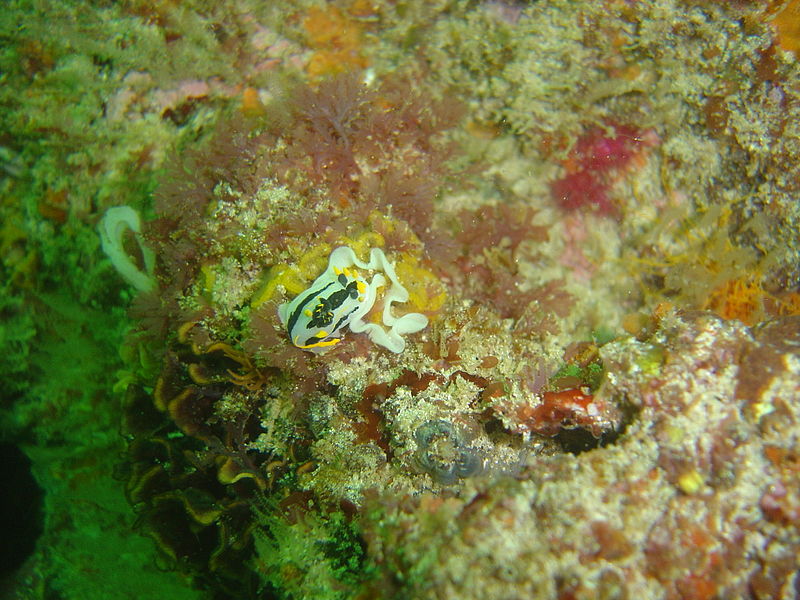 File:Crowned nudibranch at Cow and calf DSC08968.JPG