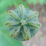 Η κάψουλα σπόρων της οπιούχας παπαρούνας (Μήκων η υπνοφόρος, (Papaver somniferum)).