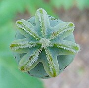 Estigma estrelláu d'adormidera (Papaver somniferum).