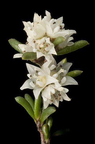 <i>Cryptandra myriantha</i> Species of flowering plant