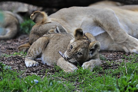 Lion cub with mother