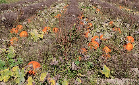 Cucurbita pepo Fruits