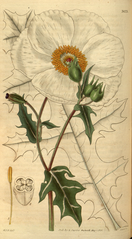 plate 3073 Argemone grandiflora Large-flowered Mexican Poppy