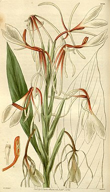 Curtis's botanical magazine (8294309208).jpg