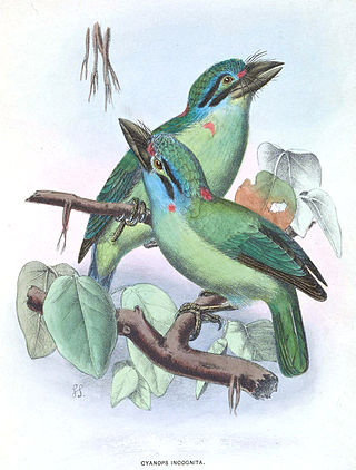 <span class="mw-page-title-main">Moustached barbet</span> Species of bird