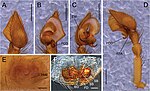 Miniatura para Cybaeus melanoparvus