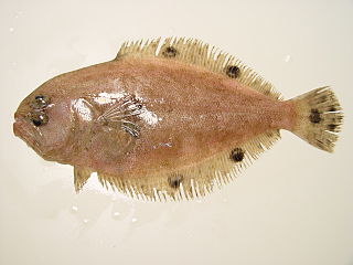 <i>Cyclopsetta</i> genus of fishes