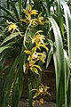 Cymbidium lowianum