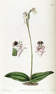 Cynorkis fastigiata - Edwards vol 23 pl 1998 (1837) .jpg