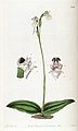 Cynorkis fastigiata plate 1998 in: Edwards's Bot. Register (Orchidaceae), vol. 23, (1837)