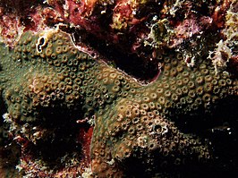 Cyphastrea microphthalma