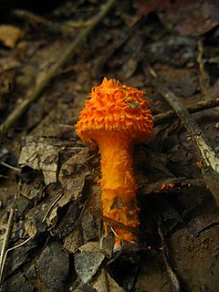 Cystoagaricus trisulphuratus 314133.jpg