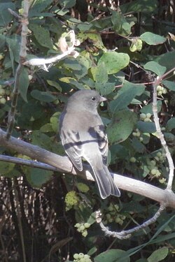 Dark-eyed Junco (Junco hyemalis)