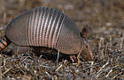 Shtatning mayda sut emizuvchisi (ингл. Nine-banded Armadillo)