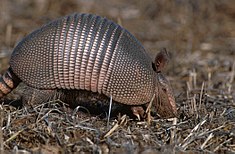 Tatou à neuf bandes (Dasypus novemcinctus)