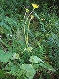 Miniatura para Doronicum carpetanum