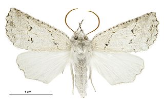 <i>Declana niveata</i> Species of moth