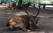 Deer of Nara, Japan; August 2018 (06).jpg
