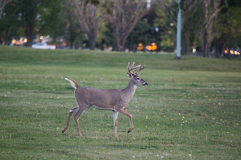 File:Deer off 23 Avenue (29284248246).jpg