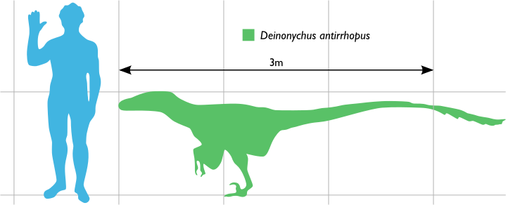 deinonychus size comparison