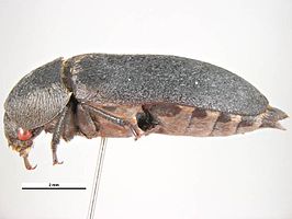 Dermestes frischii