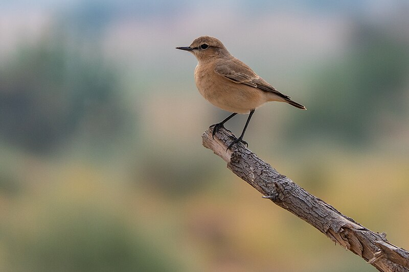 File:Desert Wheatear (50862650517).jpg