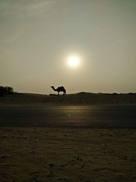 File:Desert camel hari.jpg