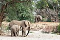 Desert elephants in the Huab River.jpg