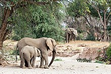 Desert elephants at the dried up
Huab River in Namibia Desert elephants in the Huab River.jpg