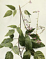 Desmodium cuspidatum WFNY-111.jpg