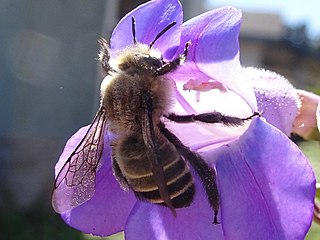 <i>Diadasia bituberculata</i> Species of bee