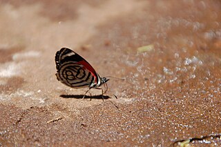 <i>Diaethria candrena</i> Species of butterfly