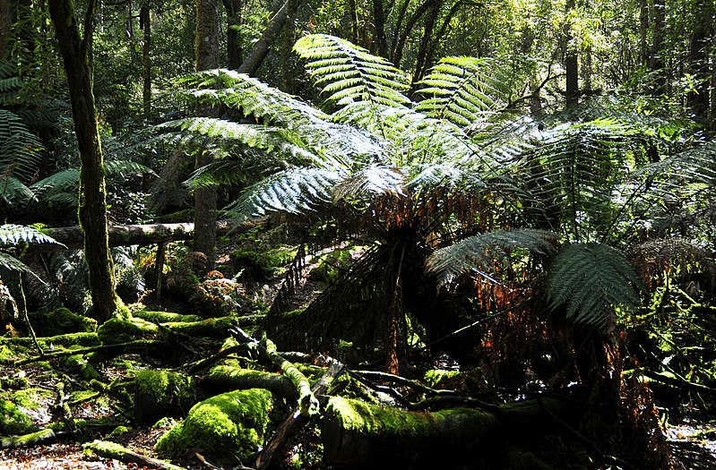 File:Dicksonia antarctica 01.jpg