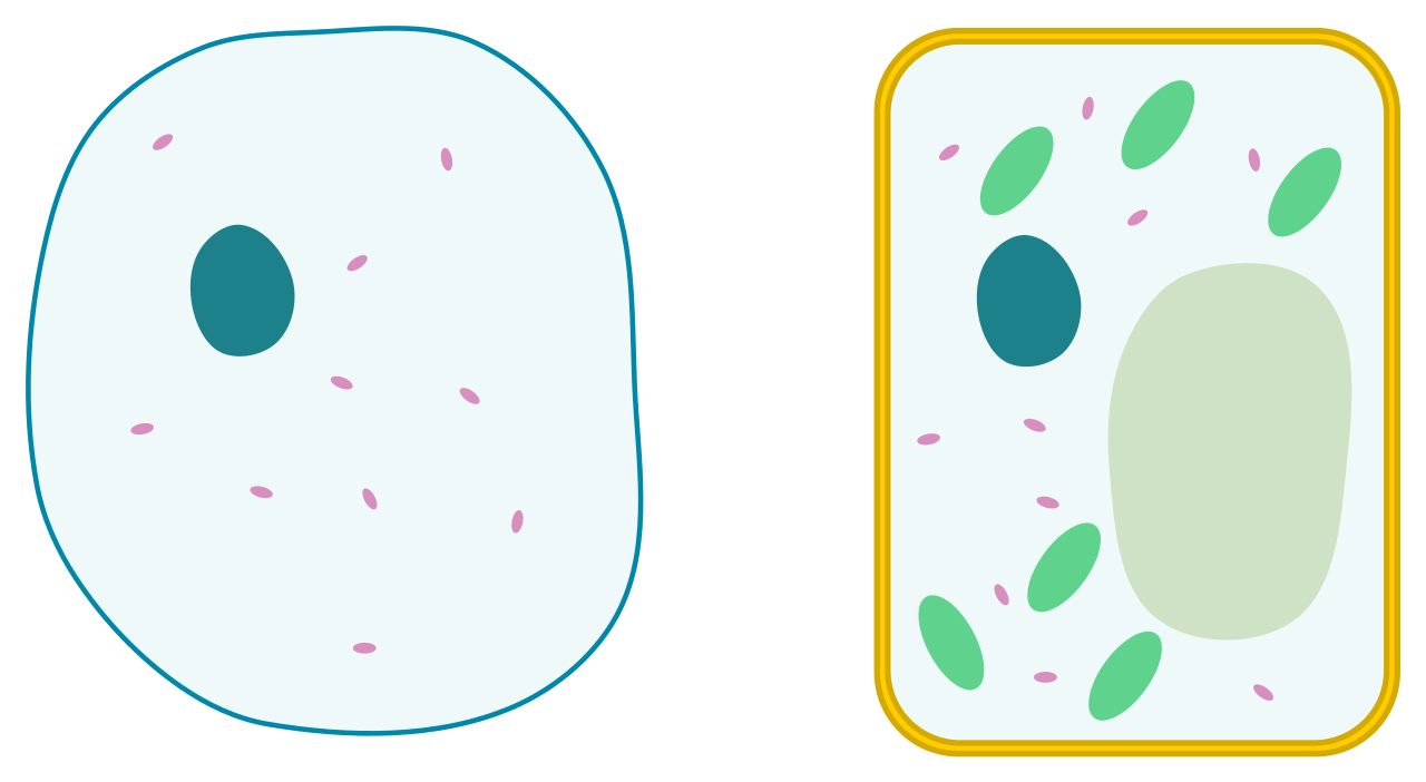 File:Differences between simple animal and plant cells ...