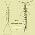 Diplura Campodea Japyx.jpg