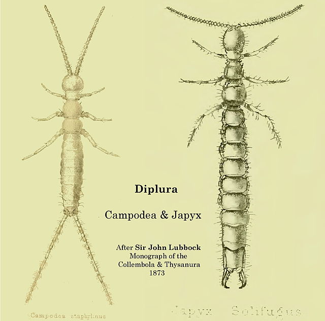 File:Diplura Campodea  - Wikipedia