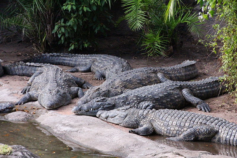 File:Disney-Animal-Kingdom-Crocodiles-7948.jpg