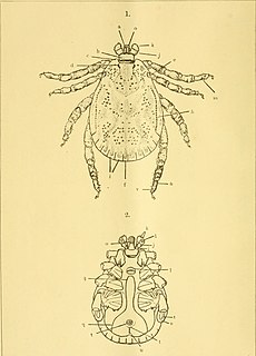 <i>Dermacentor auratus</i> Species of tick