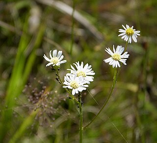 <i>Boltonia diffusa</i> Species of flowering plant